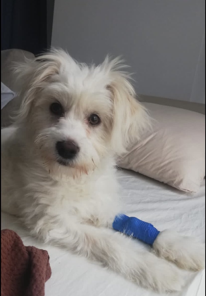 Giizzeemmc's tweet photo. #PawChallenge  yollarımız kesiştiğinde 6 aylık ömründe 3. Kez terkedilmişti. Barınaktan kaptığı virüs sebebiyle ilk bir haftamız veterinerde geçti. Ama sonra her şey öyle güzelleşti ki🥰 Biz ona, o bize şans olduk. İyi ki varsın güzel kızım🧡 https://t.co/0NaLrxu8Kh