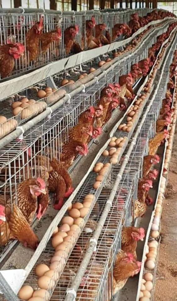 Today we will do a thread about chicken layers.(chickens that lays eggs)