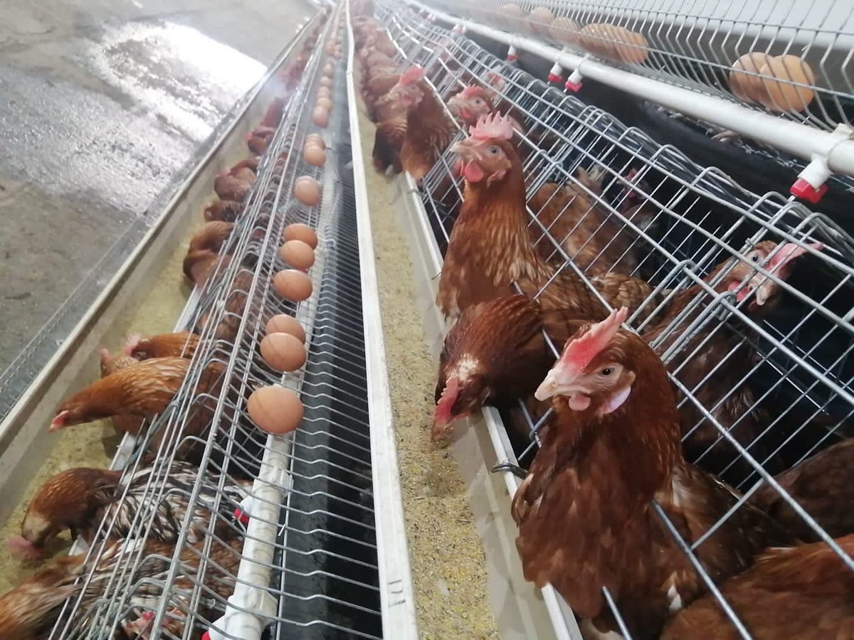 Gracelandfarmer's tweet photo. Today we will do a thread about chicken layers.(chickens that lays eggs) https://t.co/PNPndbNWgB