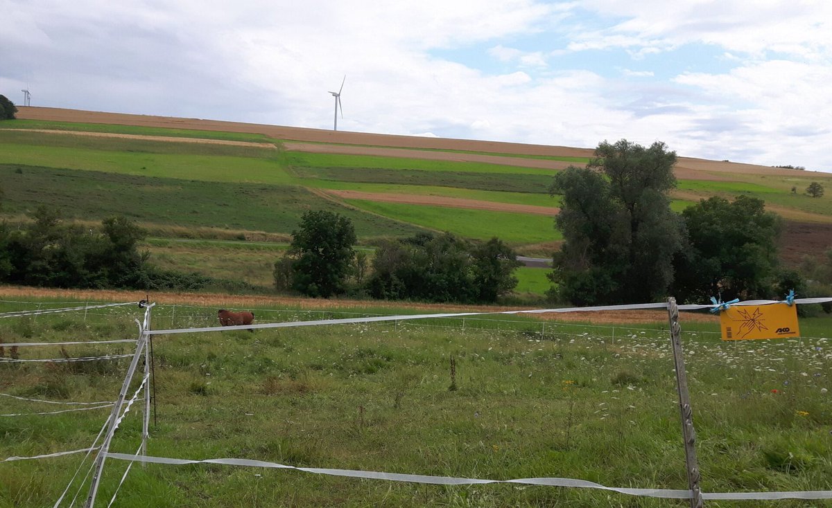 ModernLandwirt's tweet photo. Wiederholte Wolfübergriffe auf Kleinpferde im Wolfsgebiet Schermbeck
#ModernerLandwirt #Landwirtschaft
#DrHeinrichBottermann #WolfsrissFohlen #WolfsrissSchermbeck #Wolf #Wolfsriss #WolfsgebietSchermbeck #Wolfsübergriffen #Wolfsrisse
https://t.co/gnn9nFz5FR https://t.co/EVfjxz2tgG