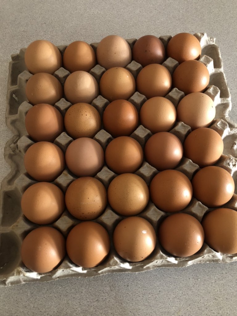 Tlotly_Mase1's tweet photo. #Kimberleytwitter We are selling fresh eggs in West End by maxis R55 a tray of large 0734847773 whatsapp or call us! See you soon! https://t.co/aDwFYAFgb1