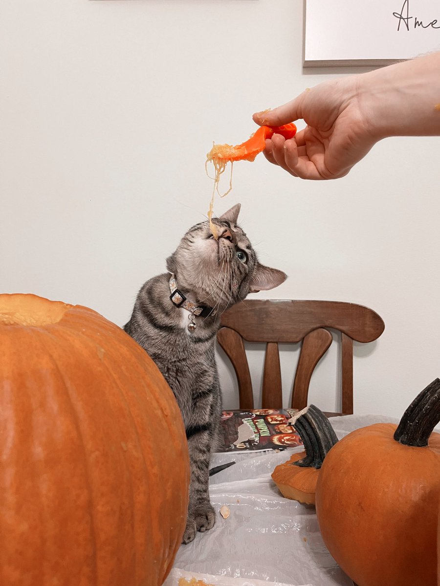 mmccormick_'s tweet photo. 🎃🎃🎃 https://t.co/NmZS3EsDEV