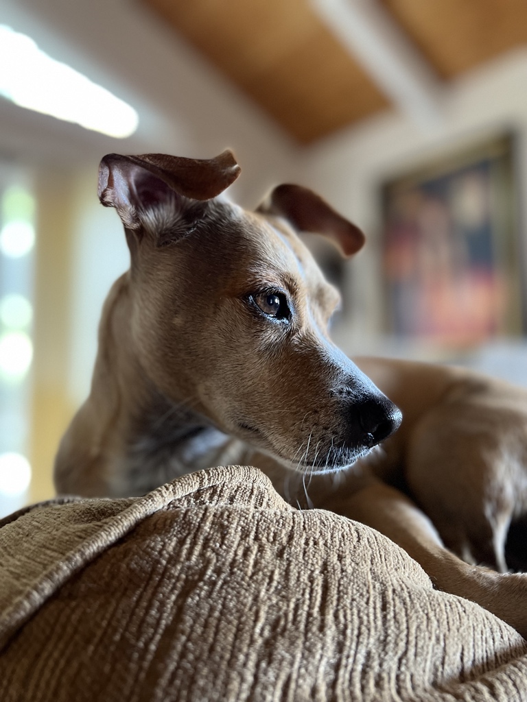 FurryFireball's tweet photo. The real FurryFireball watching over everything the light touches (in the living room)😂 #dogsofhawaii #furryfireball #dramaticphoto #dogsoftwitter https://t.co/f9HNAMoh7g