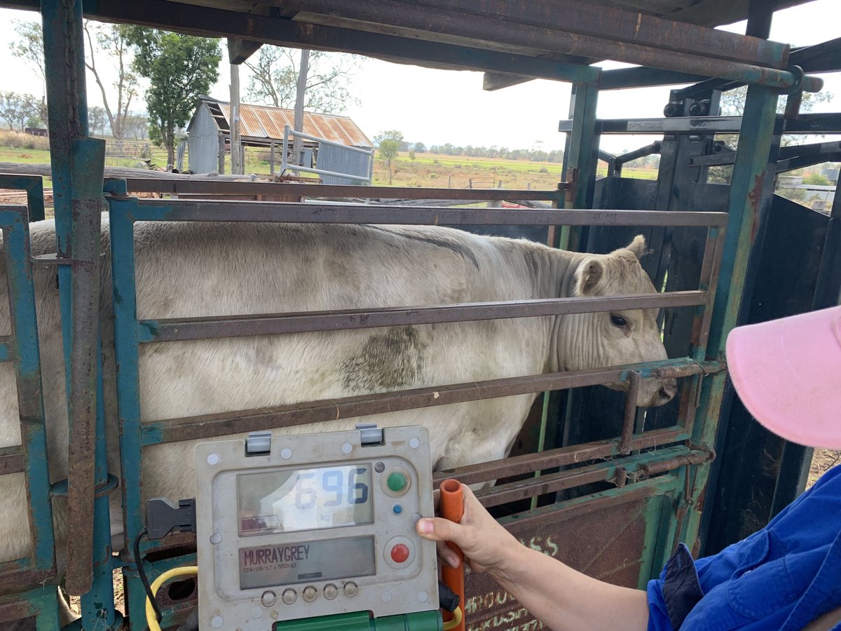 mattynaum's tweet photo. Wowsers! She’s been in the good paddock! #MurrayGrey #FamilyPet https://t.co/6I0iKya7Mj