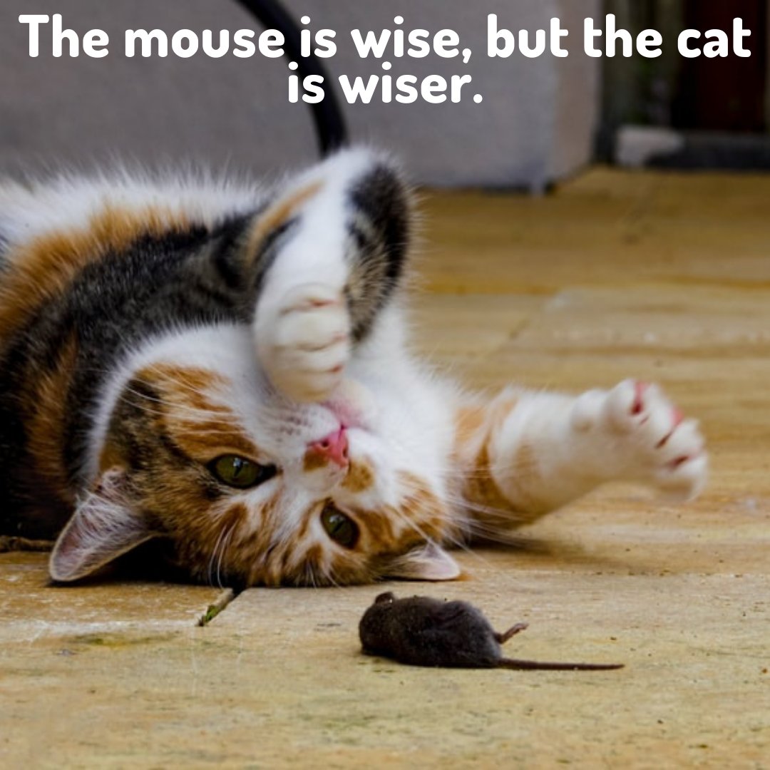 The mouse is wise, but the cat is wiser.
#mouse #mice #keyboard #gaming #cute #rodent #pc #miceofinstagram #art #rat #mousegaming #gamer #animals #fancymice #love #fancymouse #petmouse #pet #cat #puppy #catmouse #catlife #catlover #meow #kitten #kittens #kitty #pets #pet #world