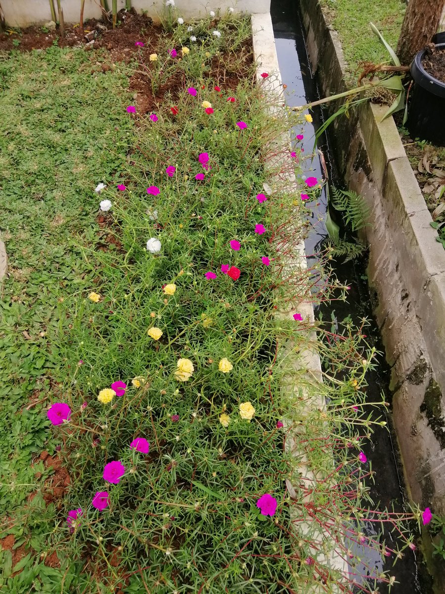 IndahOppu's tweet photo. Jangan liat luas tanah nya, tp lihat yg subur2 di dalam nya 🤗🥰 #ahouseicallmyown https://t.co/Lg4c1jw5xd
