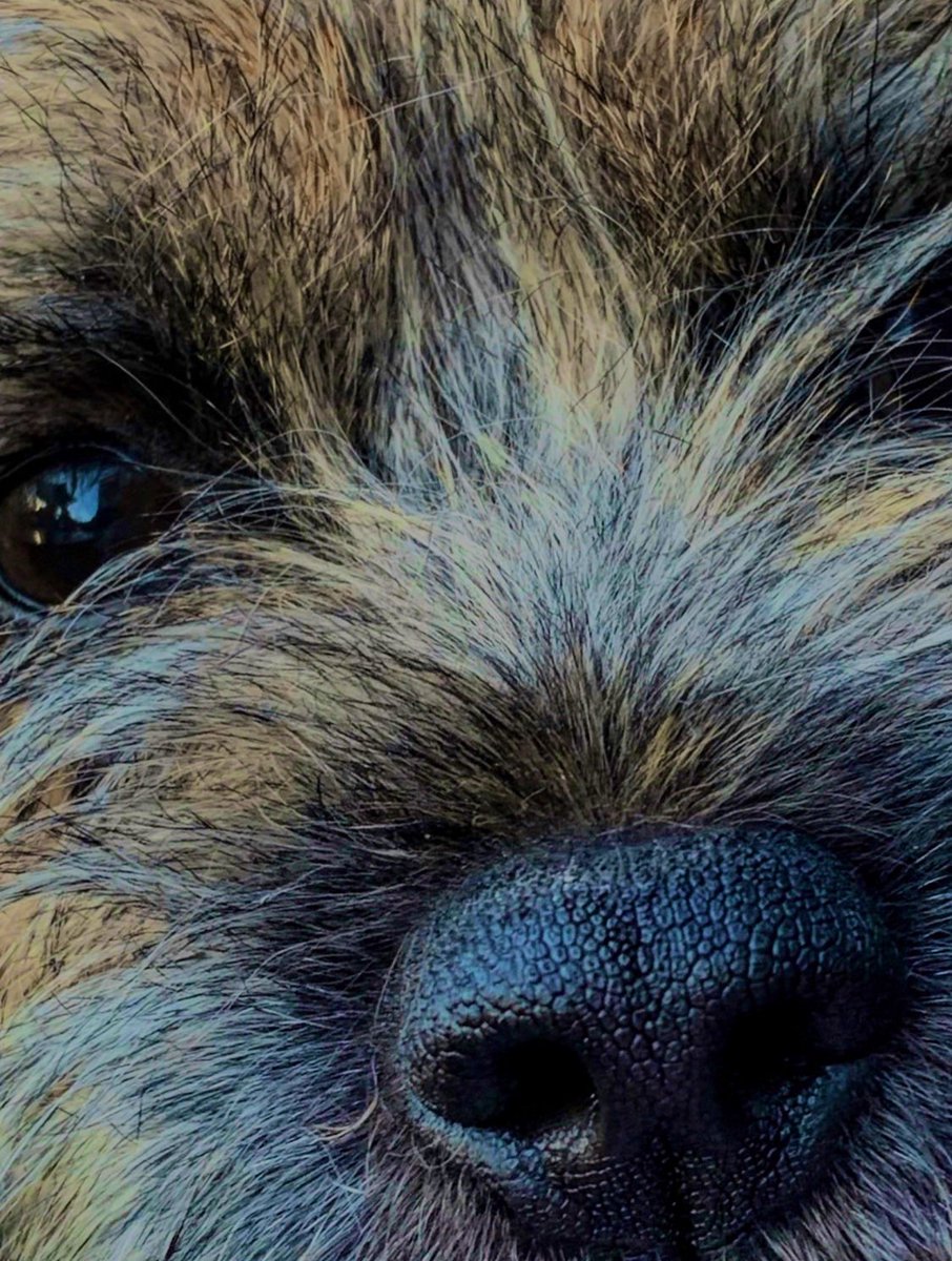 BorderRabble's tweet photo. Black button eyes, with their mischievous twinkle, the perfect nose to kiss and a moustache an English gent would envy - my idea of perfect! #BTPosse #borderrabble #dogsoftwitter https://t.co/TC2j9b5Bf4