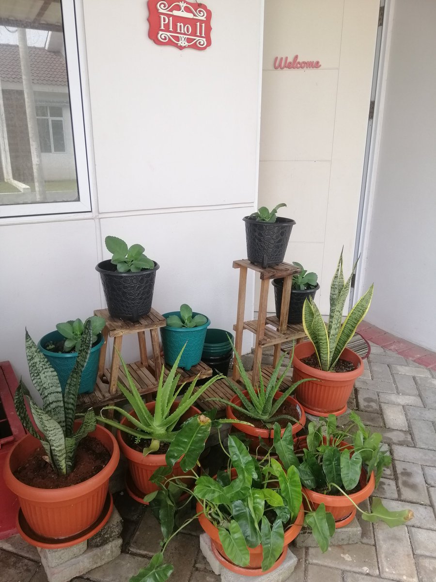 IndahOppu's tweet photo. Jangan liat luas tanah nya, tp lihat yg subur2 di dalam nya 🤗🥰 #ahouseicallmyown https://t.co/Lg4c1jw5xd