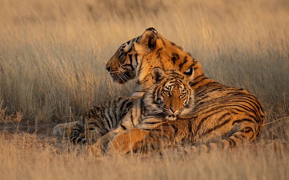 BigCats.com tweet media