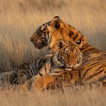 Photo by BigCats.com (@bigcatscom)