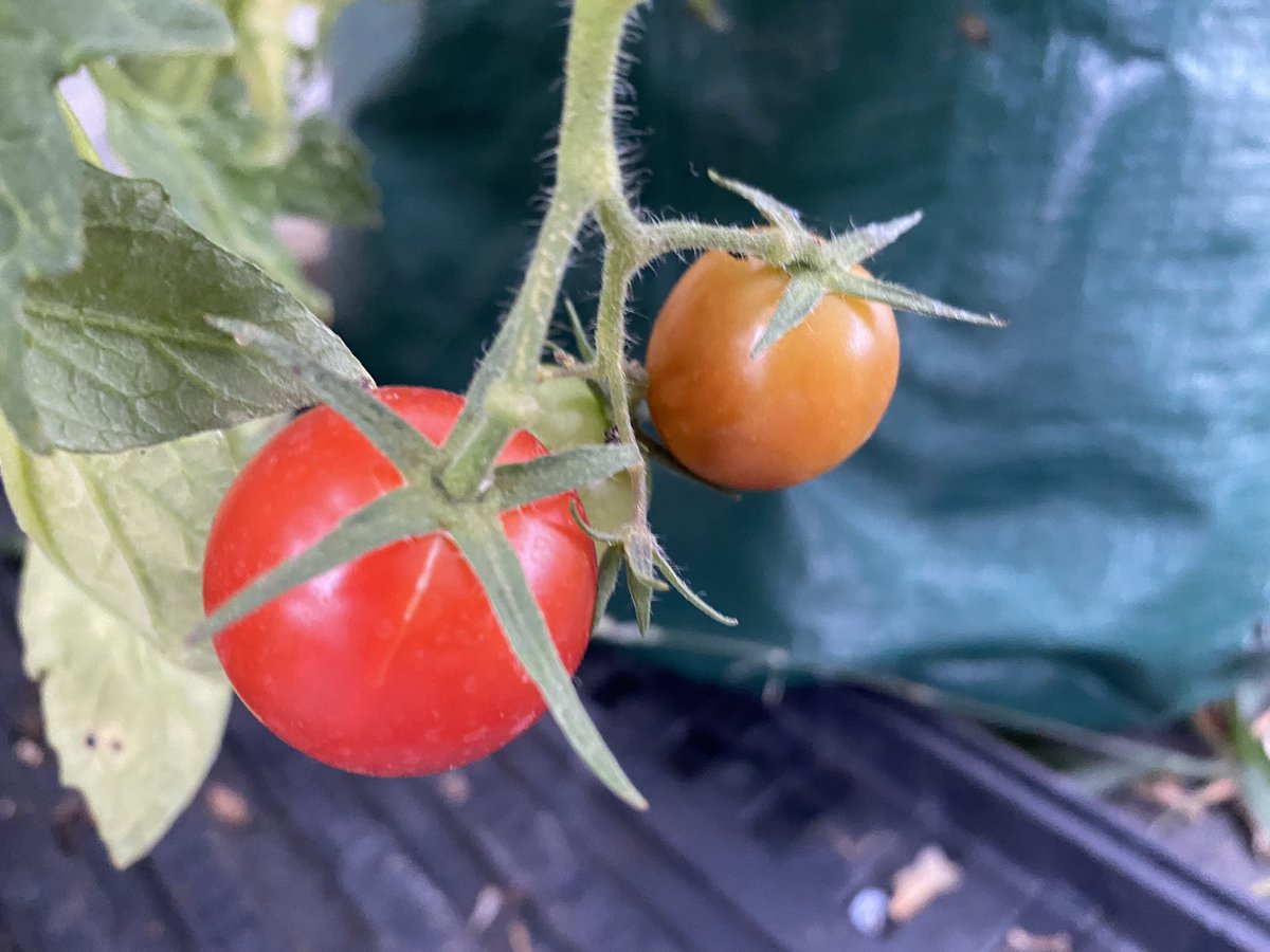 LymWild's tweet photo. Fandango, Crimson Crush, Cocktail Plum & Primabella are still yielding well in the greenhouse. Did you grow these Rob @RobsAllotment ? All #peatfree of course. These #Blightresistant varieties that did well outside too but we finally cleared them this week @sarahrix1 @GYOmag https://t.co/SHJ51hW1Vz