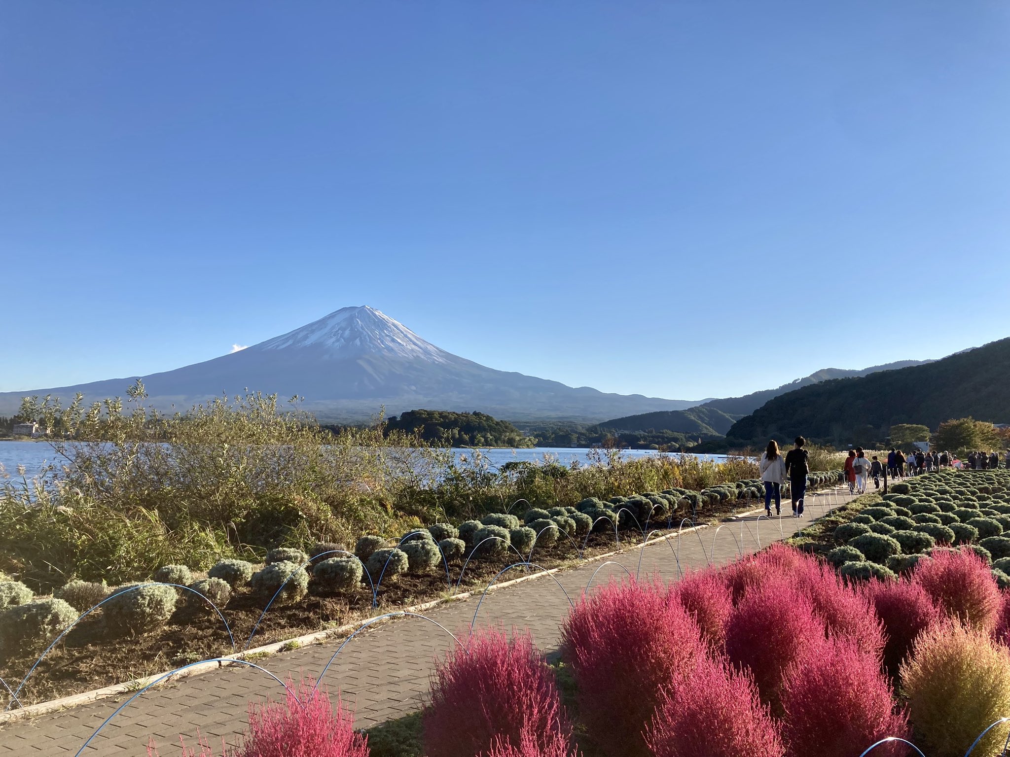 Kawaguchiko Net 大石公園はコキアが真っ赤で見頃 お天気も良く人でいっぱいです 大石公園 四季折々の花街道と絶景の富士山 河口湖 Net T Co Bythvvzfe2 T Co Of9gt9bdu7 Twitter