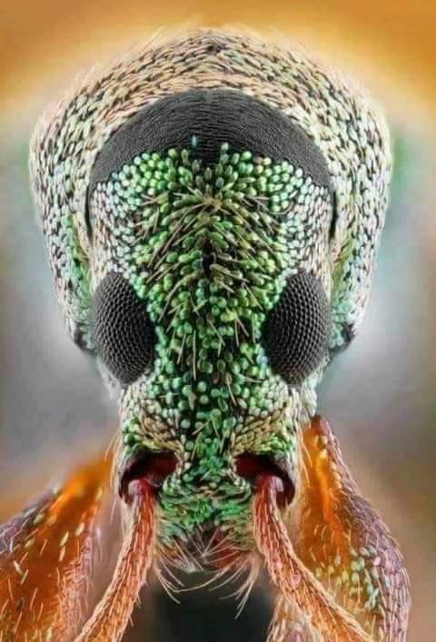 "Le moustique a été placé sous un microscope électronique, il avait cent yeux dans sa tête, quarante huit dents dans sa bouche et trois cœurs dans sa poitrine... et dans chaque cœur il y avait deux oreilles et deux ventricules."
Drôle de loustic ! 😳
Un Homme averti en vaut deux.