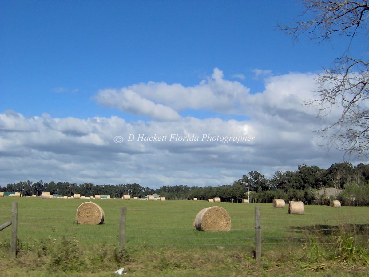 dhackett4150's tweet photo. Late summer is when #hay is harvested and rolled into large #hayrolls and is a sure sign that autumn fall is not far away Florida https://t.co/ocC2OSyRWe https://t.co/kBy6nZkTsh