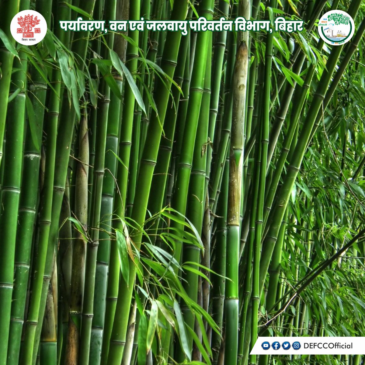 DEFCCOfficial's tweet photo. #Bamboo helps to reduce the harm of carbon dioxide by releasing more oxygen and sequencing more #carbon on soil. It also has water holding capacity in the watershed areas.
Bamboos are known to attract #positive_energy. Flexible yet firm, delicate yet strong.
#GoGreen #PlantBamboo https://t.co/n1KknbzPvN