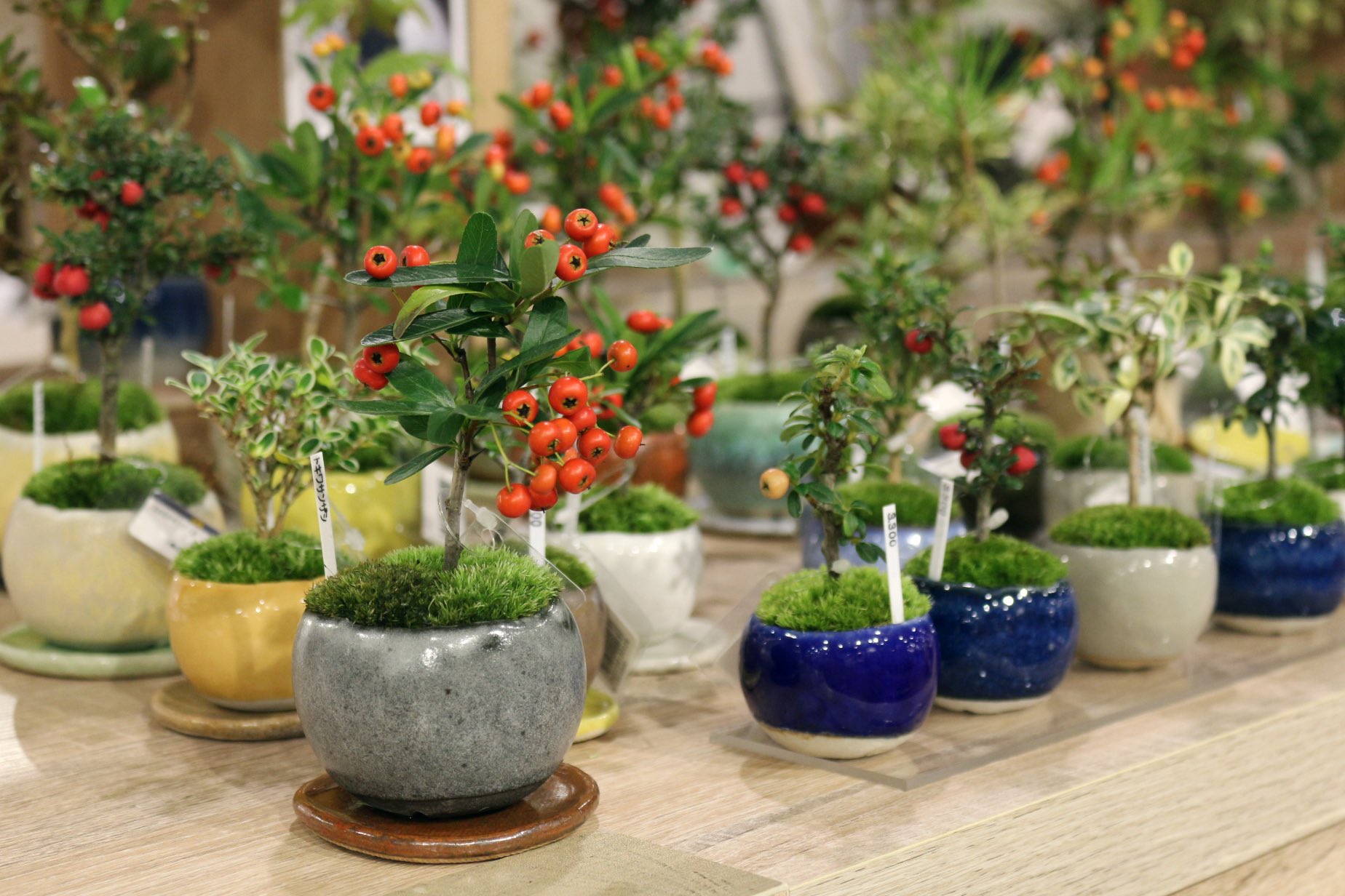 梅花石　鉱石　木台 梅花石鉱石木台
