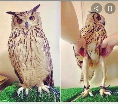 NorbertExplique's tweet image. Les hiboux et les chouettes ont de longues jambes, un petit corps et beaucoup de plumes