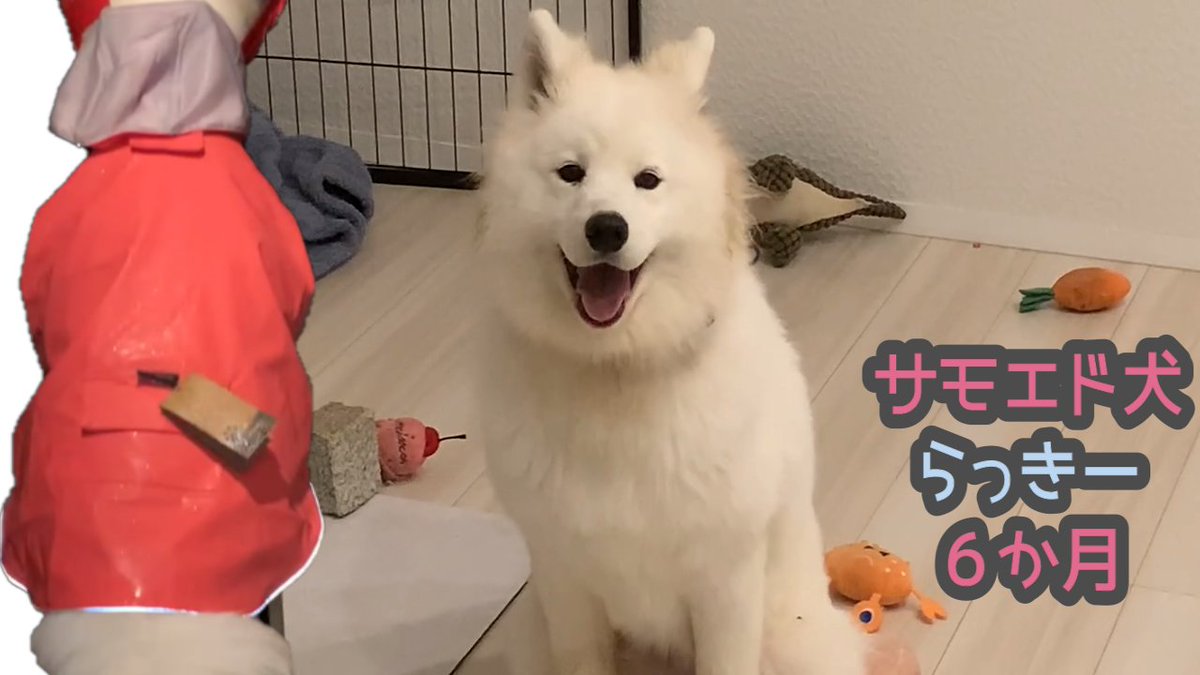 Luckyandcat's tweet photo. CC - 我慢の限界 Dog Cone Mud Cake 泥だらけ避妊手術後らっきー サモエド６か月 Neutered Samoyed LUCK... https://t.co/4mOetHqezj via @YouTube #Samoyed #サモエド https://t.co/7Vtu7L4kvZ