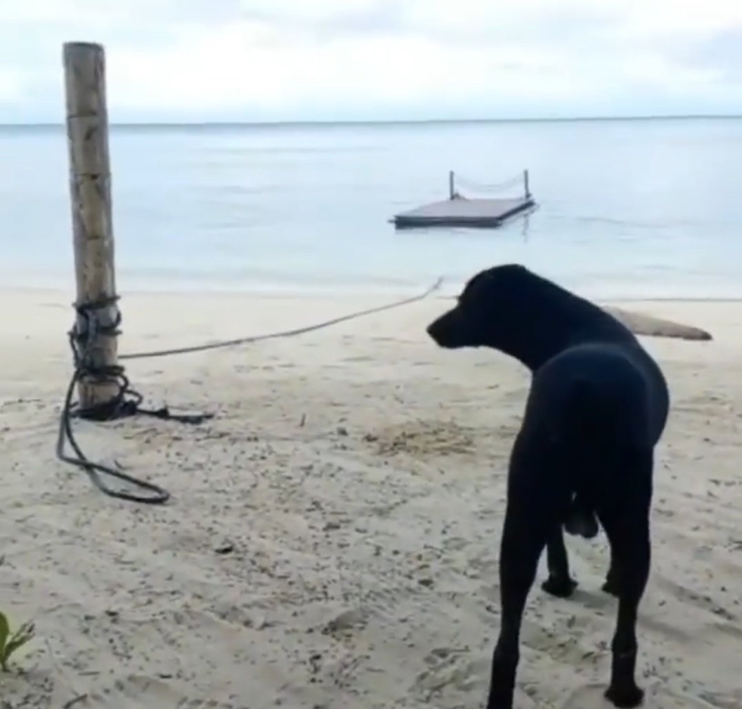 wen_kiwi's tweet photo. God, I was tortured to death by people I used to be friends with. What is my fault?
Why they torture me to death?
I have not met my owner. He didn't know I was captured and taken away, let alone, tortured and dead. If he were here I would be saved.
I'm sorry my dear owner. https://t.co/TauVMrSrfq