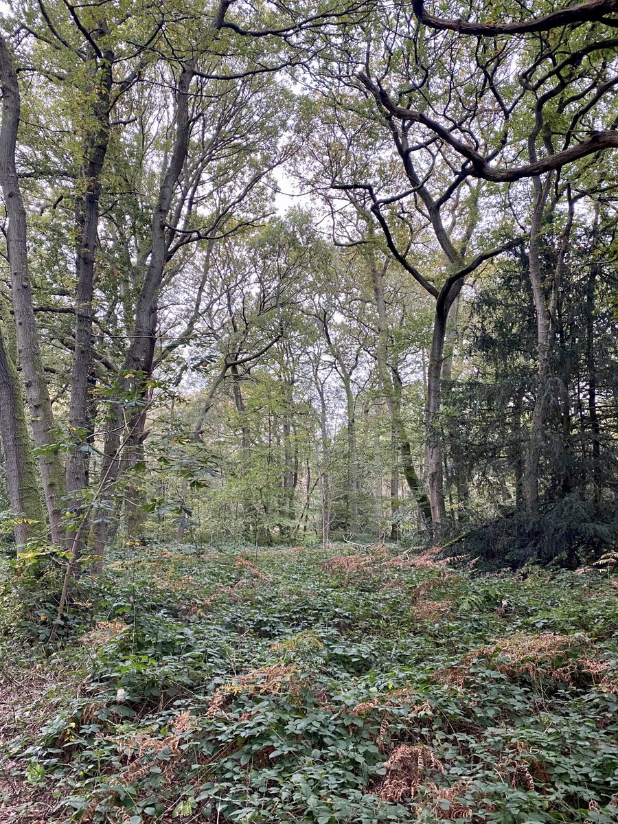 wispygardener's tweet photo. Autumn walks are stunning 😊 https://t.co/cVVbpdAmx2