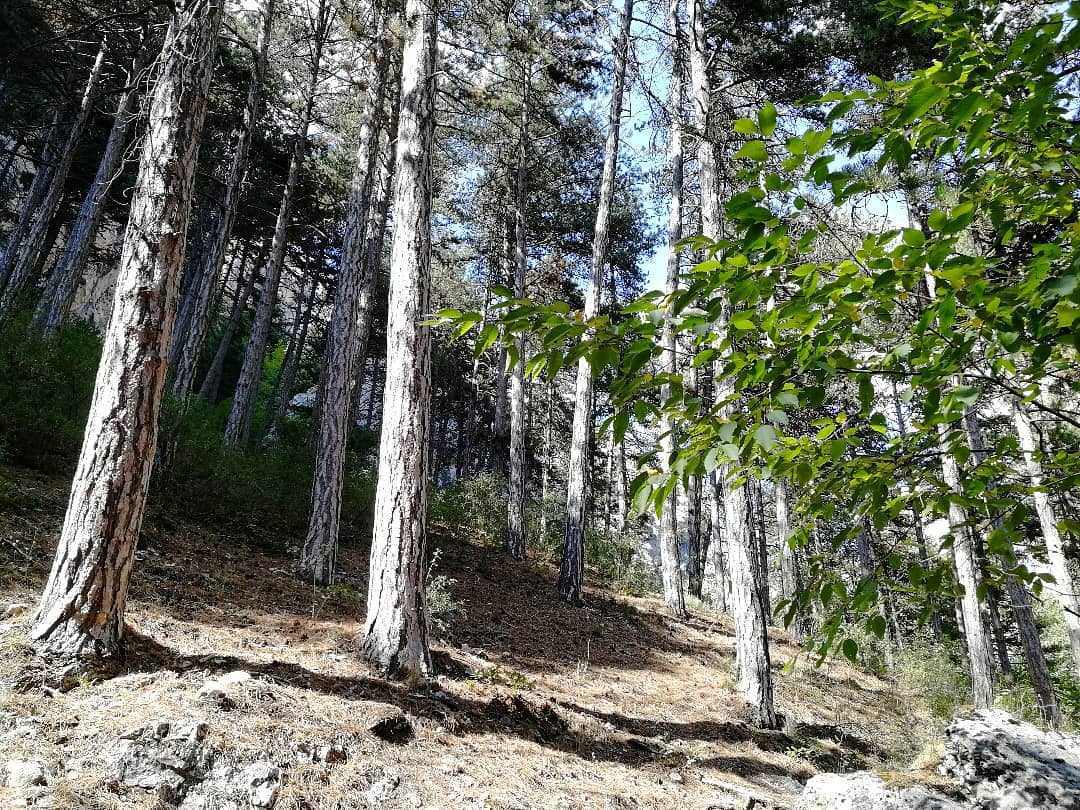 Attende dove il guado,
unisce il monte e il lago,
mille anni di passato
e una voce che ti chiede chi sei stato.
Quanto non si vuole giungere al crocevia
che svela la linea breve
tra onore e codardia.
#VentagliDiParole #Frasiecolori #Poetuit