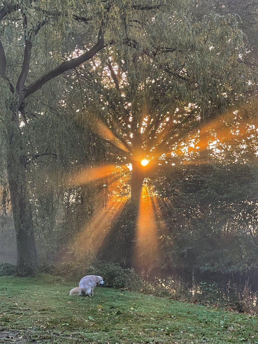 RijkenAstrid's tweet photo. @heatherpeace @HP_Community @dogcelebration
What could have been a great shotππ
#shittytiming #goldenretriever #Marley https://t.co/NCvjEyDfH7
