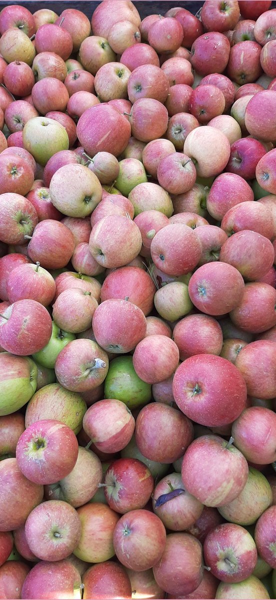 On Flavour today, we celebrate the apple with <a href="/LauraDonohueCGC/">CottageGardenCookery</a>, hear about the new tasting menu <a href="/PearOlive/">Pear&Olive Scratch Kitchen</a>, ponder the idea of fish paste on Weetabix with <a href="/foodjournalist/">Andrew Webb</a> and catchup with Elle Events' plans. Noon @cambridge105