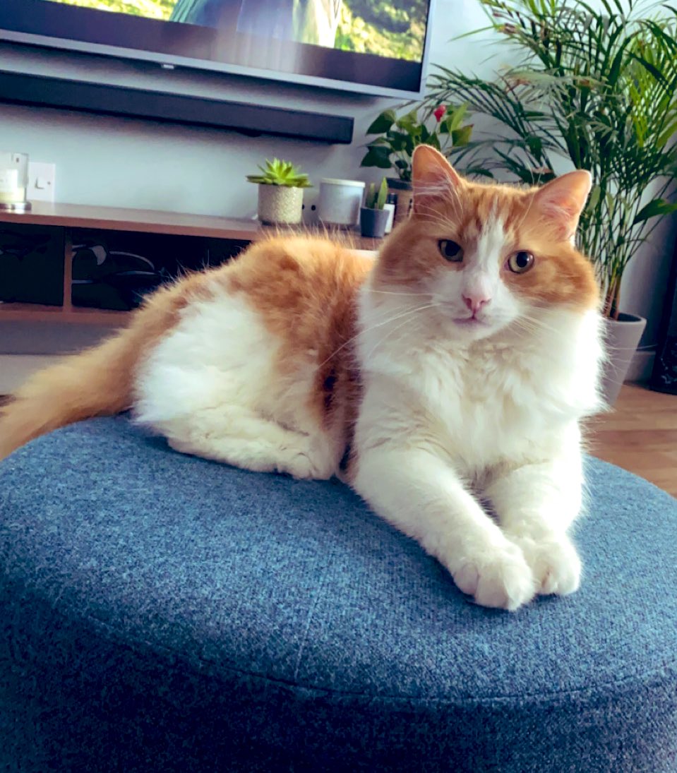 AndrewMacMiIIan's tweet photo. Happy #Caturday from this wee handsome guy. #PrinceTheCat 👑🐈 https://t.co/S3dZv9415y