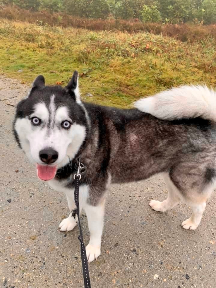 RoyDogBehaviour's tweet image. Looking for help with your dogs behaviour? 

Get 1-on-1 help from a certified Dog Behaviourist! 

🐶50% off 🐶 online behaviour sessions in October.

ruffwalkers.co.uk