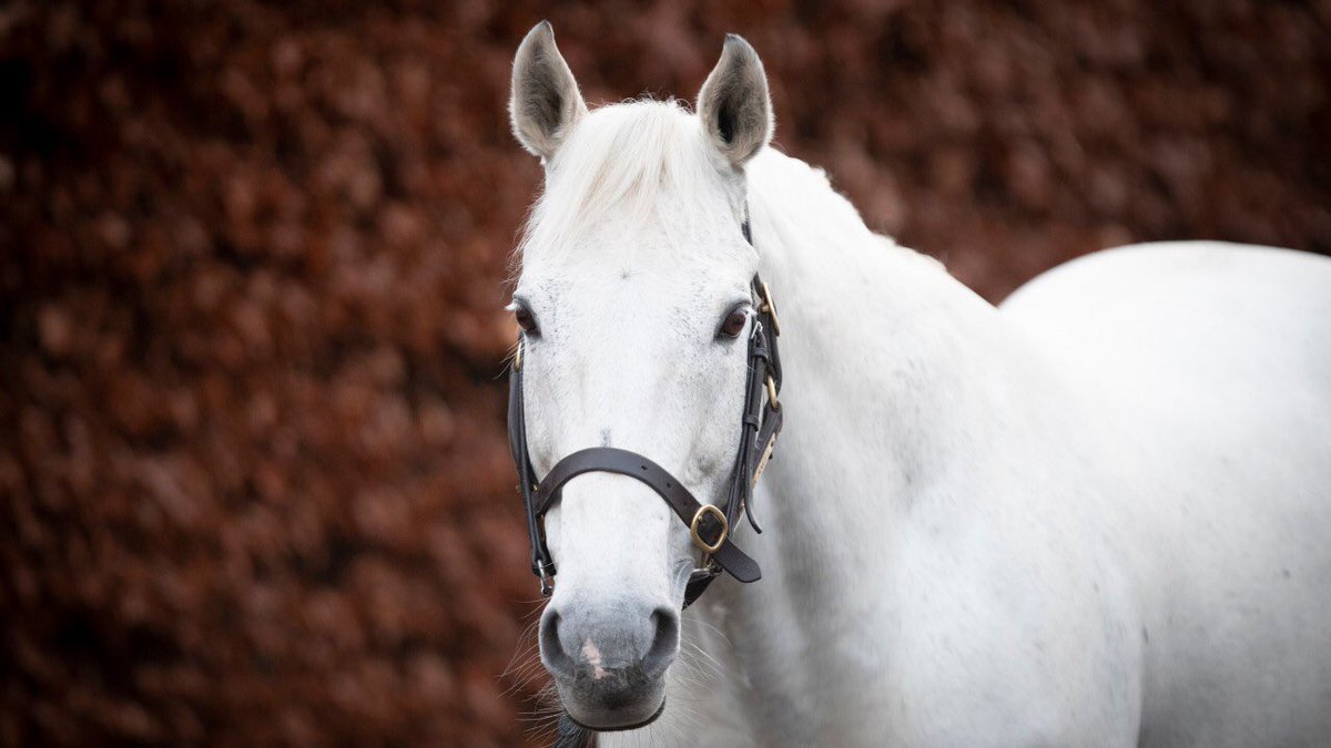 Stallion_Guide's tweet photo. DARK ANGEL’s son ANGEL BLEU gives the sire another juvenile Gr.1 after battling to win the Gr.1 Criterium International.
The @YeomanstownStud sire is the Leader of the Sires in Europe 2021 by winners: https://t.co/FQCMUPACxs https://t.co/DJaXNHRaJe