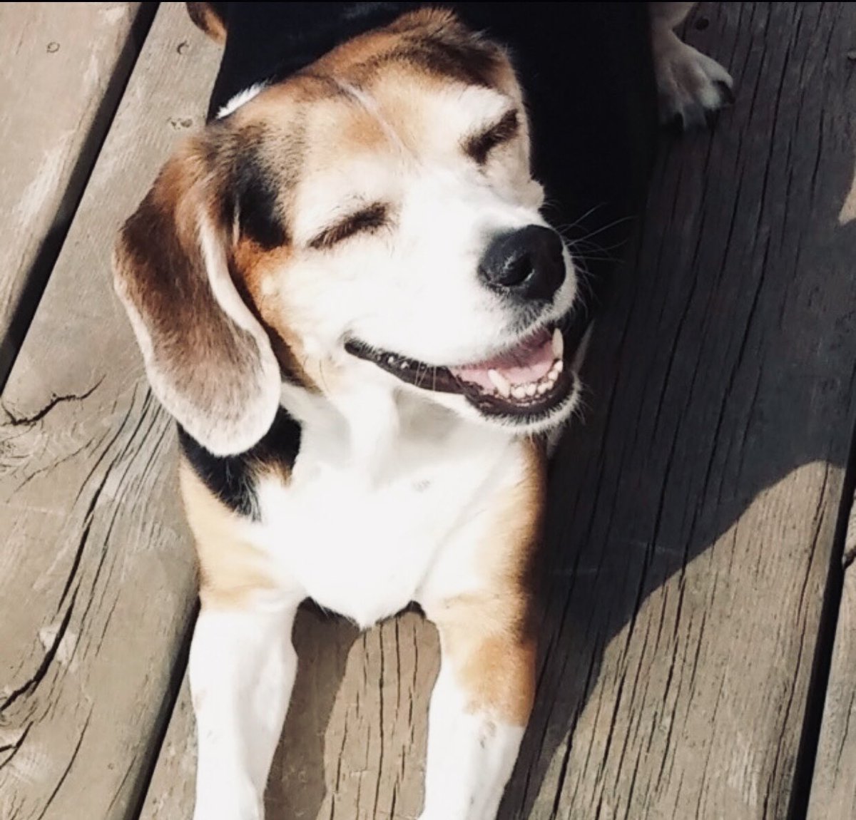 Show me your best smiles!! #Smile #dogsmiles #Beagle #beaglefacts #doglovers #rainbowbridgedog #laylaannthebocker #smileforthecamera