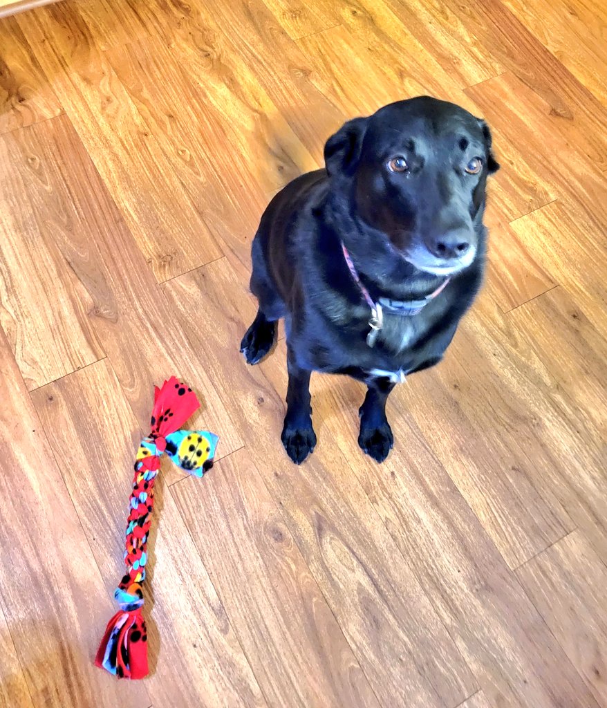 Henry loves his new toy and Charlie Charger treats! Thank you ULTIMA! #gochargers
