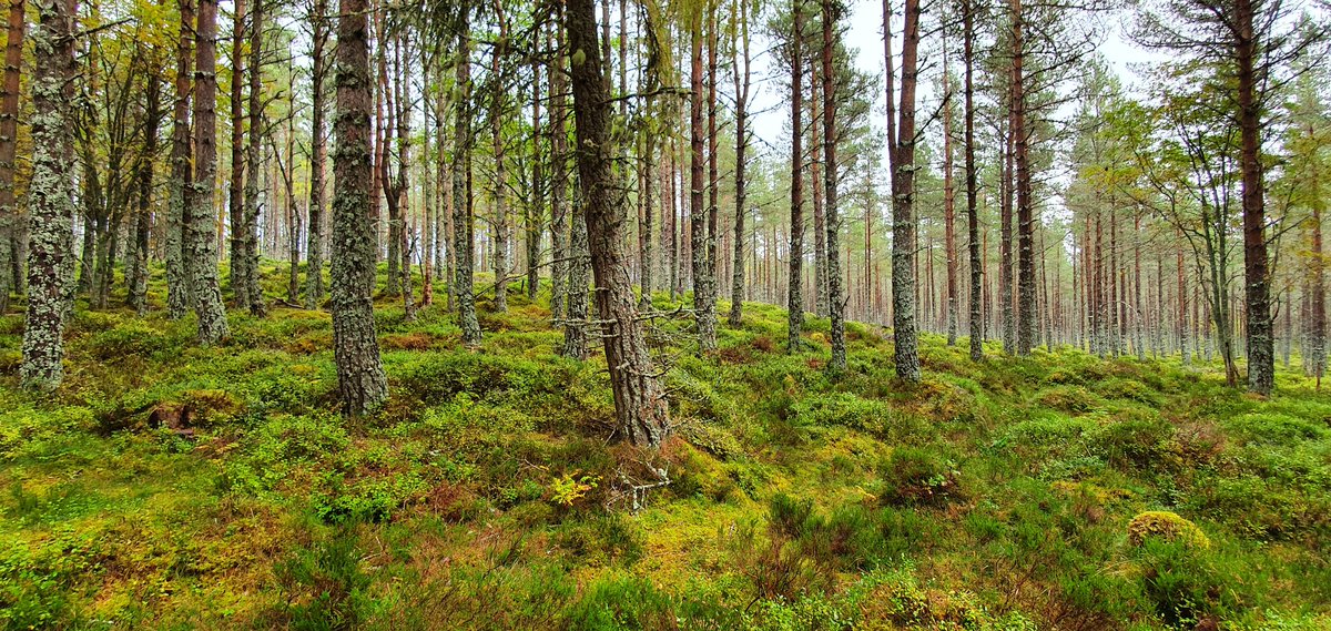 🏴󠁧󠁢󠁳󠁣󠁴󠁿 is so beautiful this time of year. This photo was taken in the woods at Linn of Dee as you walk towards Glen Lui and Derry Lodge earlier this week.