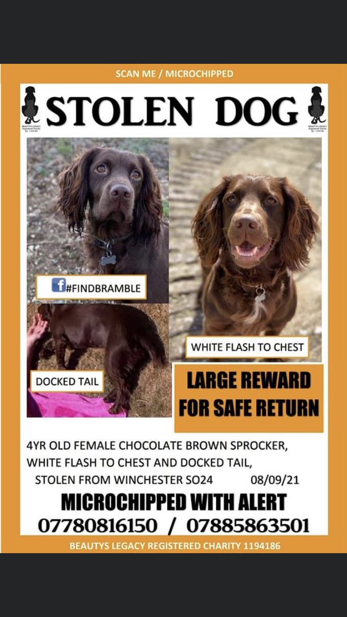 RachaelB100's tweet photo. #bringbramblehome
#Sproker #Spaniel #Missing #Matterley #Estate #Winchester #SO24 8/9/21
#Spayed #Chipped
❗️Seen her in your Area? #PetTheft
❗️Did you find her unaware had a loving home? #TheftByFinding
❗️Pls look out for her 🙏
https://t.co/6SDQNzYP9N
https://t.co/QLdea6huus https://t.co/1zpRlsRecL