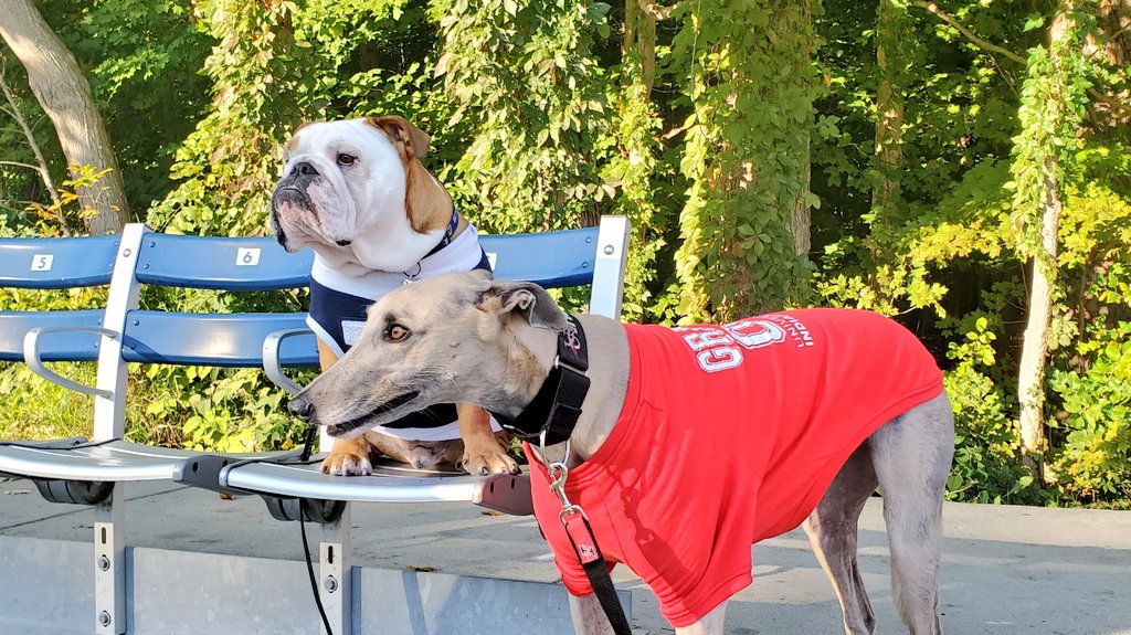 uindyhound's tweet photo. This is how @TheButlerBlue and I will look at you until you vote for the #butlerblue program to be in the @MascotHall! Today is the last day to vote, so make yours count. @ButlerBlue3 even helped my mom get my program started so help me help a furriend. 
https://t.co/841Y9OTBkn https://t.co/AFpAluYXSV