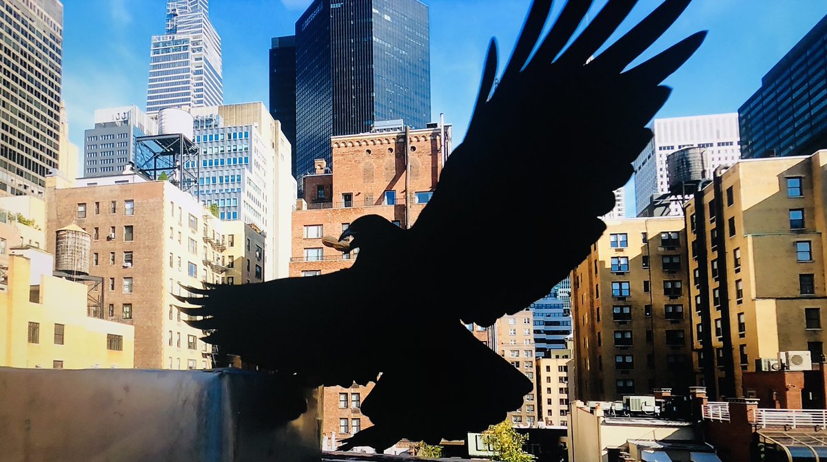 Wild crow in the Secret Garden on the roof of Science House in Manhattan.