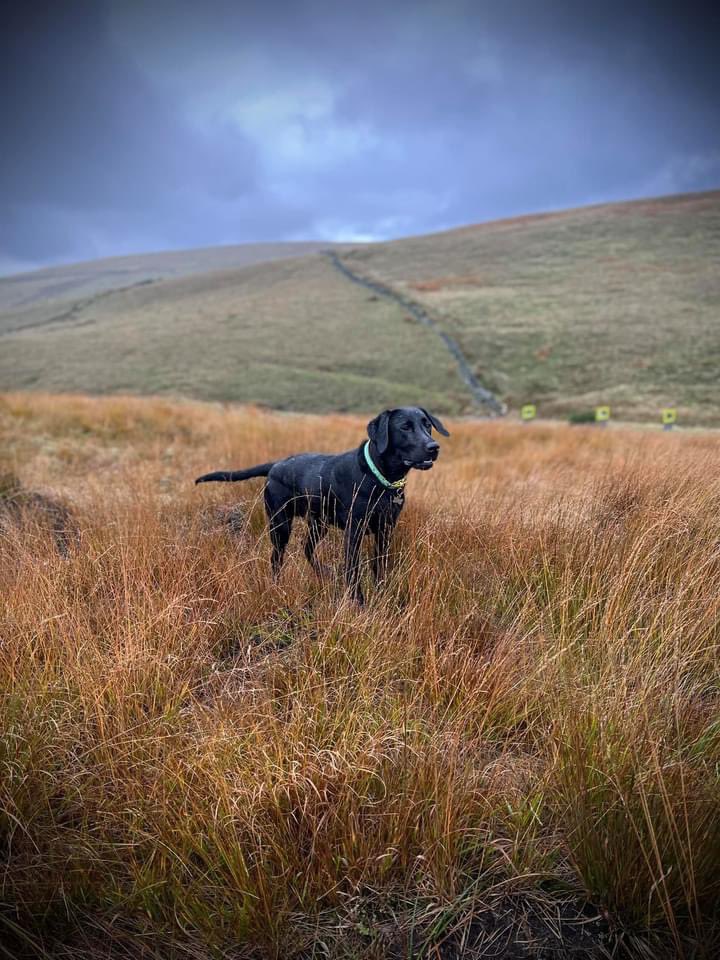 GeorgeJacklabs's tweet photo. He will never replace our beautiful Jack, but Toby is a gorgeous little treasure.  #blacklabradors https://t.co/7e2pVhvLnT