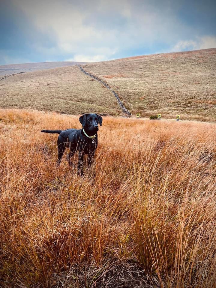 GeorgeJacklabs's tweet photo. He will never replace our beautiful Jack, but Toby is a gorgeous little treasure.  #blacklabradors https://t.co/7e2pVhvLnT