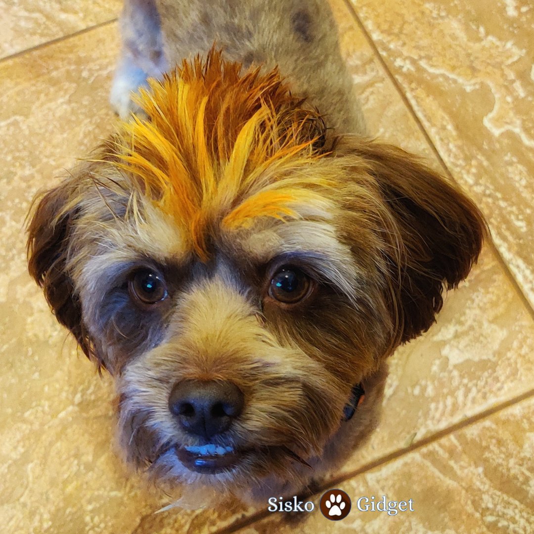 siskoandgidget's tweet photo. Good Morning Furry Friends! I am all rested up and ready to chase ๐ฟ๏ธ on our morning walkies! ๐พ๐๐ถ #siskoandgidget #shipoo #dogsoftwitter #doglife #opaws
#dogsofinstagram https://t.co/XEWlReo92V
