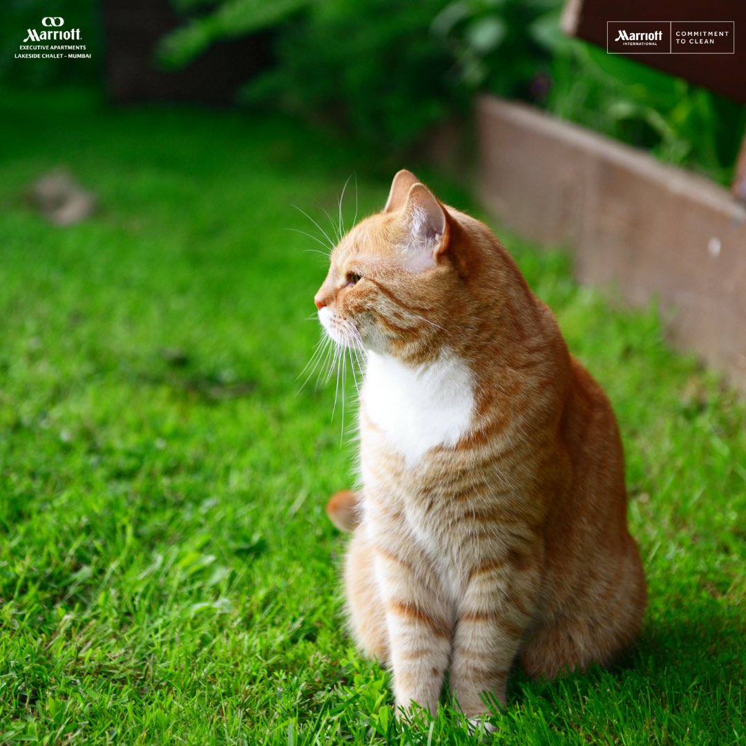 MarriottEAMum's tweet photo. Our furry friend is already thinking about his next staycation at Marriott Executive Apartments. We hope you are too!

Book your staycation with us via https://t.co/kfmbiUYBkl

#MarriottExecutiveApartmentsMumbai #CommitmentToClean #Mumbai #Staycations #MarriottInternational https://t.co/Wqbj6zqVl4