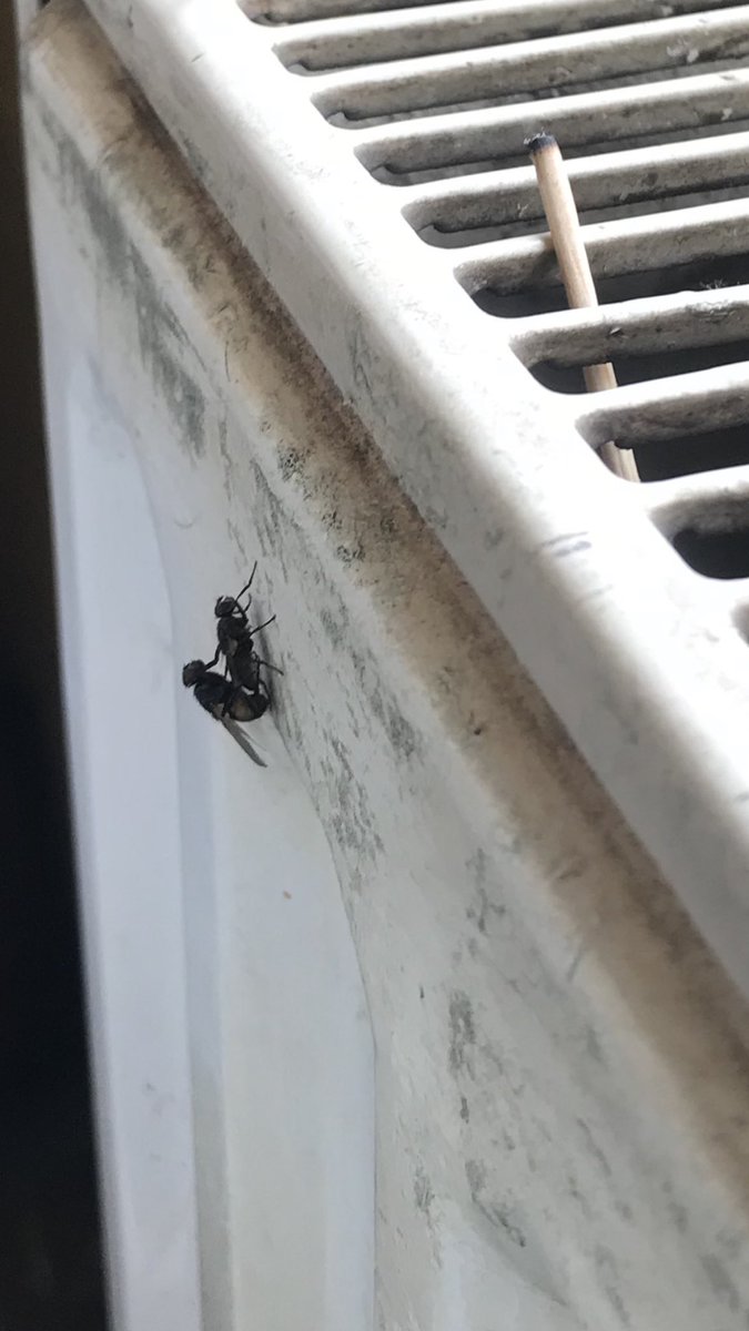 Цаатан Нямка... tweet media