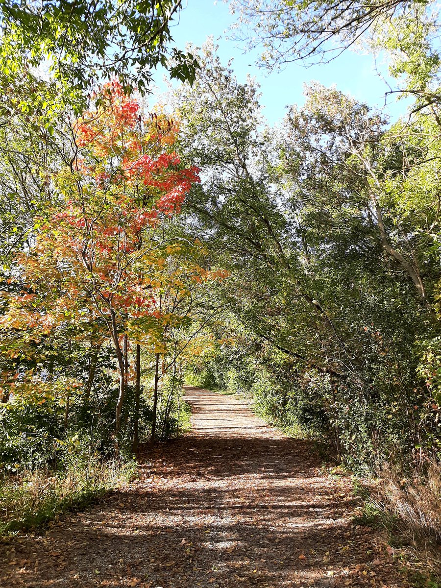vnksmith's tweet photo. Afternoon walk along the Credit #fallwalk #coloursoffall #thecreditriver #streetsville #lovethisweather https://t.co/7kg1lcb8Sl