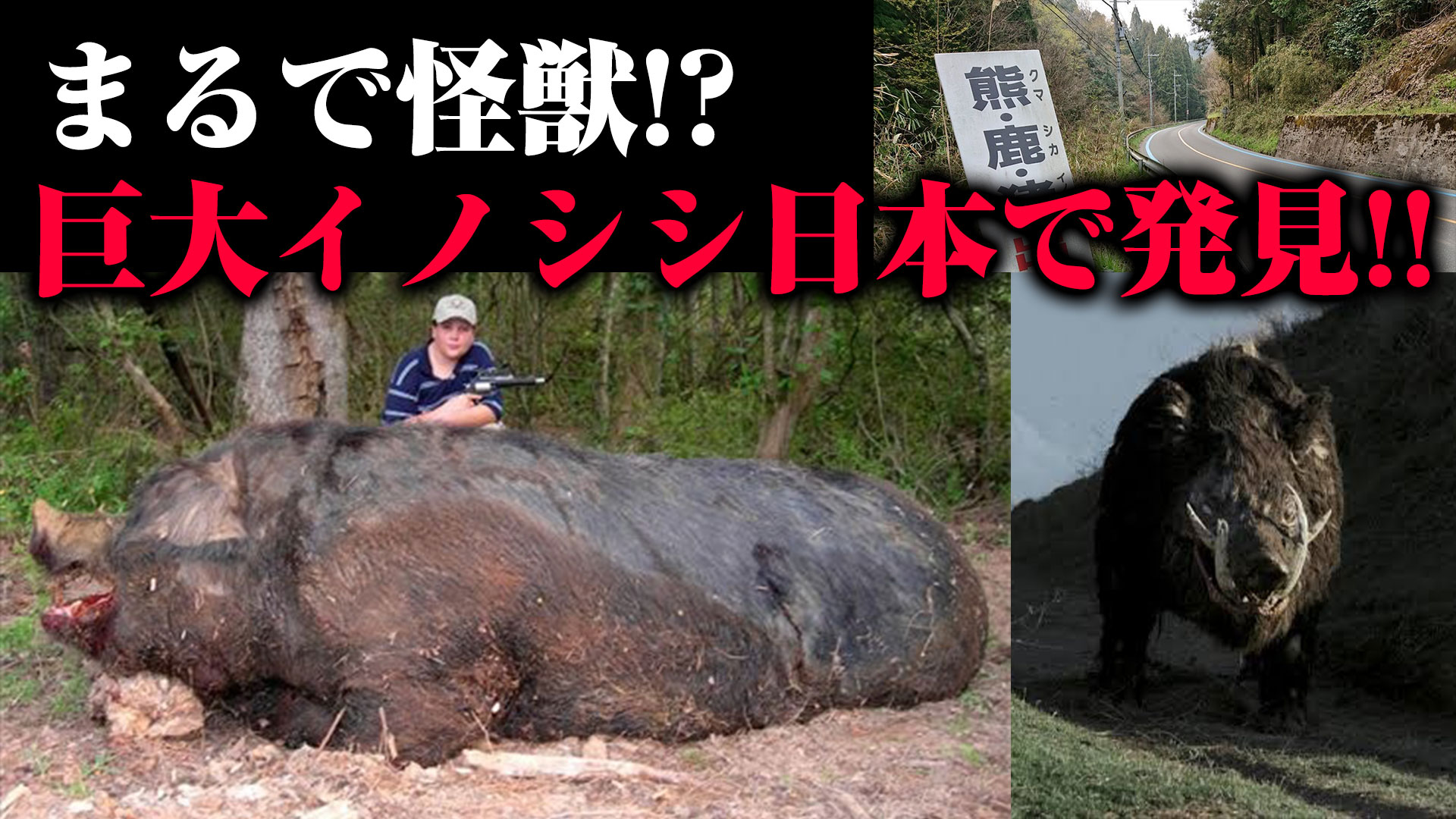 中沢健 作家 ｕｍａ研究家 中沢健のuma オカルトチャンネル 最新回 京都で捕獲された超巨大イノシシ を公開しました 今回は 日本で目撃された怪物 巨大イノシシについて猪突猛進に解説いたしますっ 動画はコチラ T Co
