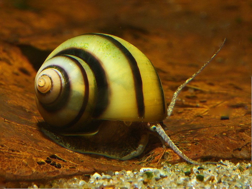 спикси улитки аквариумные. икра спикси улитки. Asolene spixi. спикси улитки аквариумные. Asolene spixi.