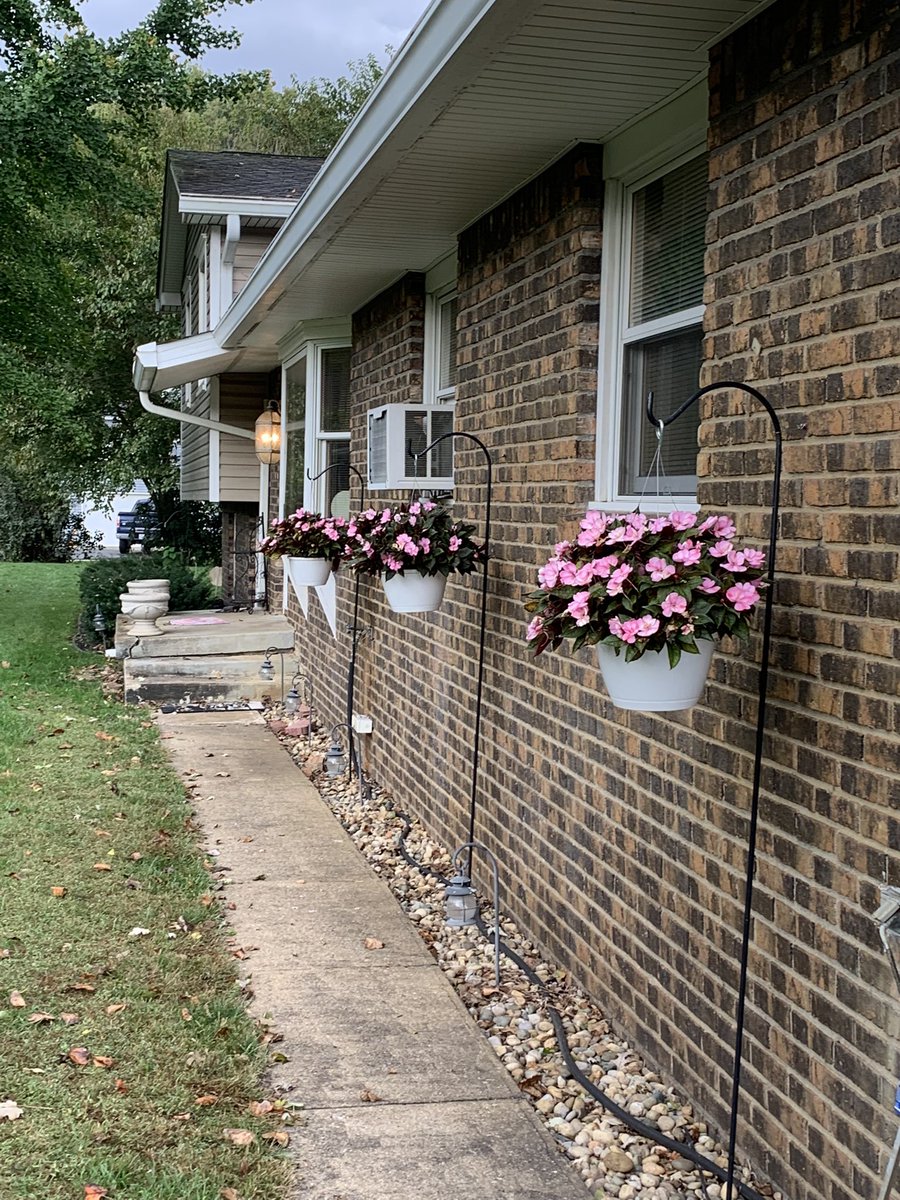 pattypeter7's tweet photo. So fall is here, but my flowers ๐บ still want to bloom. October 23, and I still have flowers ๐ธ here in Indiana!! The leaves ๐ have barely started changing and falling ๐โโ๏ธ๐โค๏ธ#fall #Flowers #winterwillcome https://t.co/4lBhkVWJUf