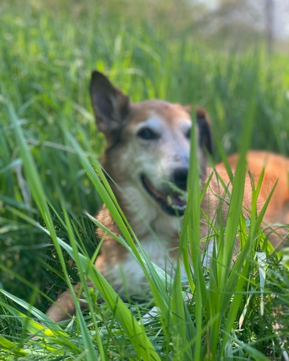 Complete K9 Inc. tweet media