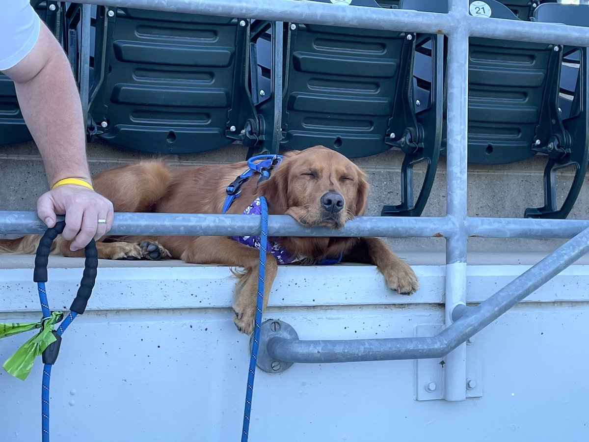 kim_lodice's tweet photo. @GoldretrieverUS Watching his brother play baseball is EXHAUSTING for our Whit!💜 #kstatedogs #kstatebaseball #ilovegoldenretrievers https://t.co/w0ilqmyyZf