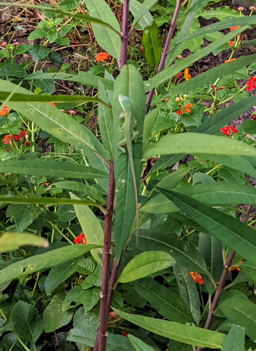 ityogini's tweet image. First sighting of the green lizard I've had for a few years. We've been overrun with another variety for a while now.