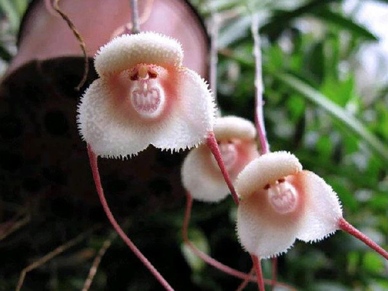 JaneHoodless's tweet photo. The Monkey Face Orchid (Dracula simia) is a rare oddity, only found in the cloud forests of Peru &amp; southeastern Ecuador at altitudes of more than 3,000 feet. It blooms all year round, producing flowers that smell like ripe oranges. [LH image: Dracula saulii] https://t.co/6wIi4bhPwu