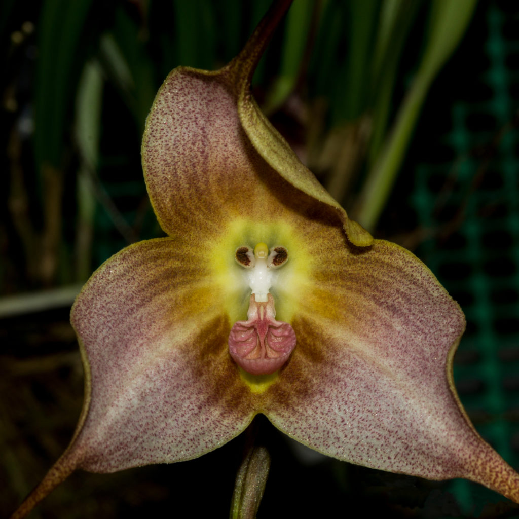 JaneHoodless's tweet photo. The Monkey Face Orchid (Dracula simia) is a rare oddity, only found in the cloud forests of Peru &amp; southeastern Ecuador at altitudes of more than 3,000 feet. It blooms all year round, producing flowers that smell like ripe oranges. [LH image: Dracula saulii] https://t.co/6wIi4bhPwu